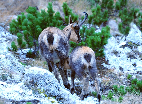 Camoscio d''Abruzzo Rupicapra pyrenaica ornata